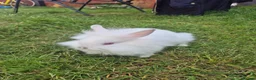Mixed Breed rabbits for sale: One bun left  - Advert 2