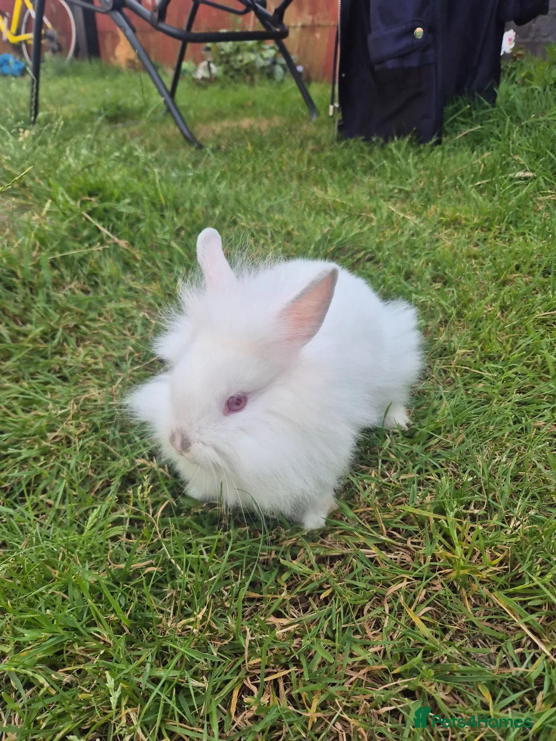 Mixed Breed rabbits for sale: One bun left  - Advert 2