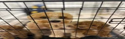 Cavapoo dogs for sale: Beautiful litter,extensively health tested parents - Advert 5