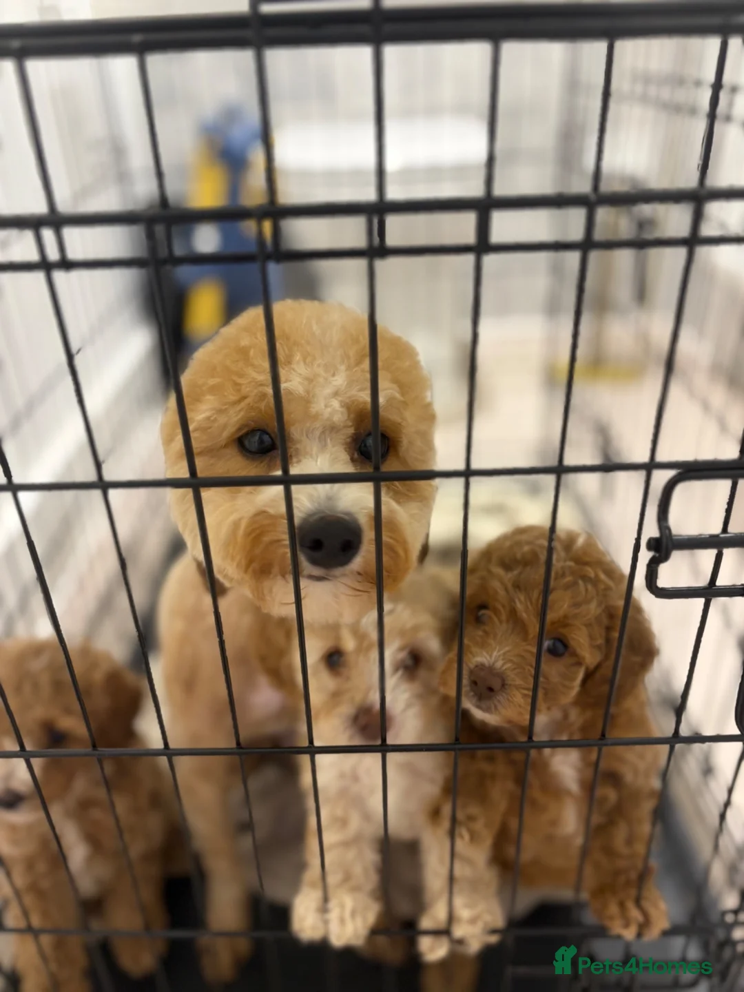 Cavapoo dogs for sale: Beautiful litter,extensively health tested parents - Advert 5