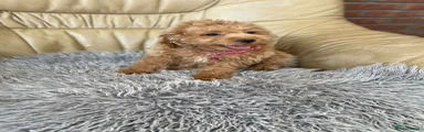 Cavapoo 4