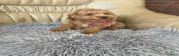 Cavapoo dogs for sale: Girls and boys available  - Advert 7