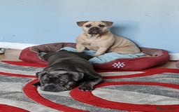 Mixed Breed dogs for sale: Our Beloved Companions - Image 2