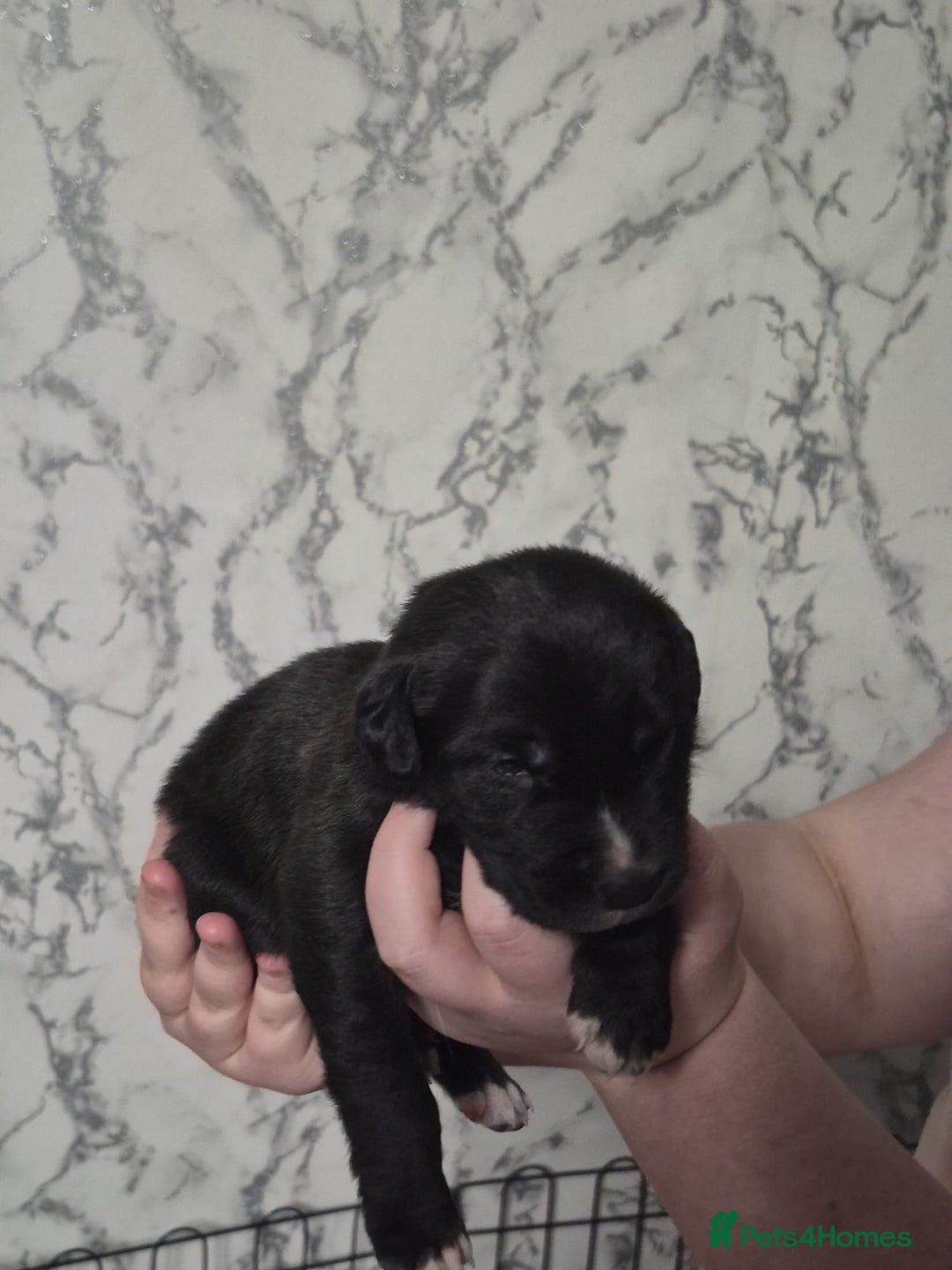 Mixed Breed dogs for sale: lab x collie springer  - Advert 6