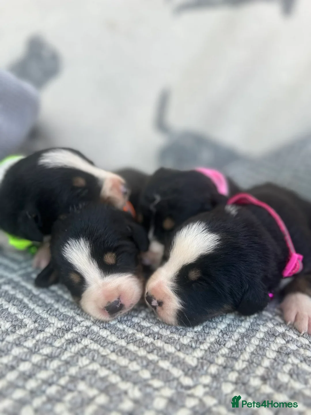 Bernese Mountain Dog dogs for sale: Bordernese boys and girls - Advert 1