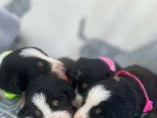 Bernese Mountain Dog dogs Bordernese boys and girls - Advert 3