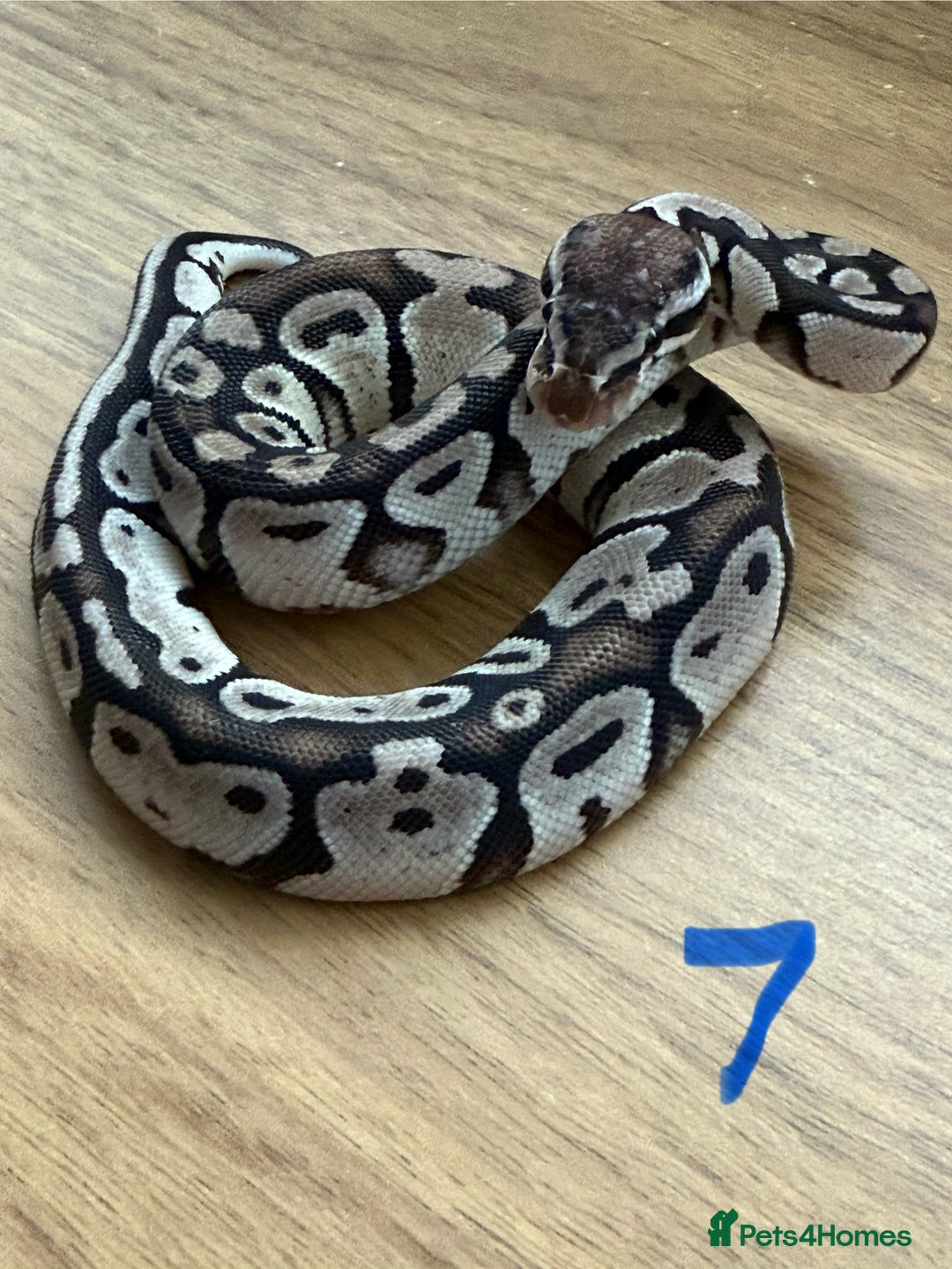 Python Snake reptiles for sale: Ball pythons - Advert 7