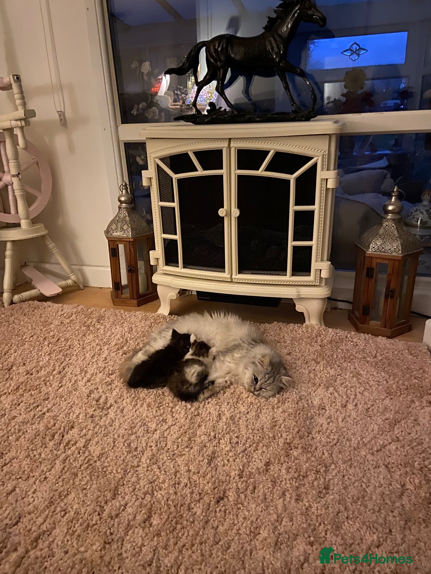 Persian cats Pretty playful friendly kittens - Advert 1