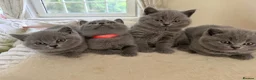 British Shorthair cats for sale: Chunky teddy bear GCCF British shorthair  - Advert 29