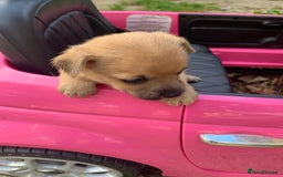 Mixed Breed dogs for sale: Stunning chihuahua x puppys - Image 14
