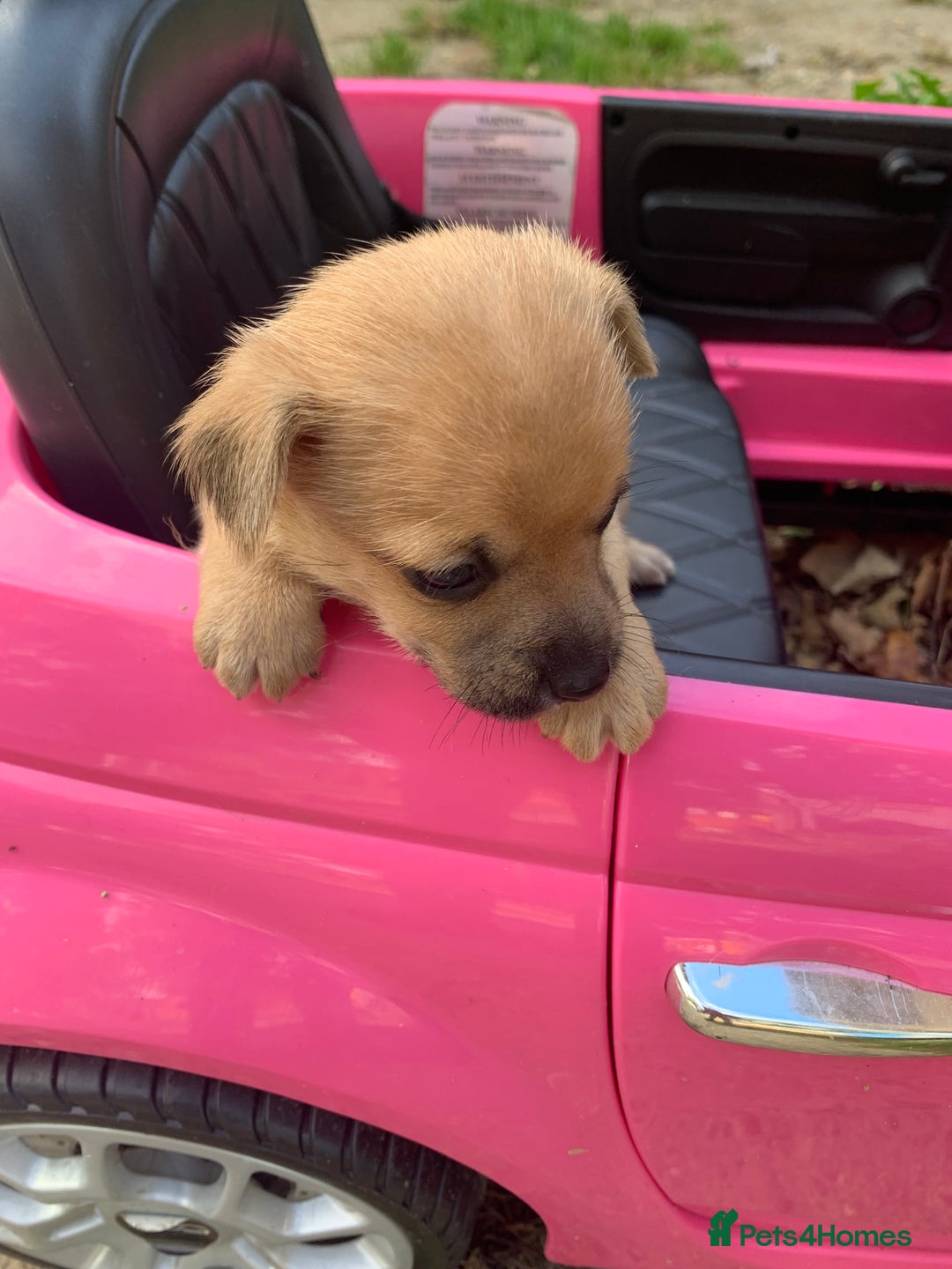 Mixed Breed dogs for sale: Stunning chihuahua x puppys - Image 14