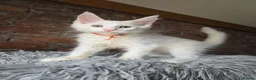 Maine Coon cats for sale: Ready now-Tica Maine Coon Kittens  - Advert 27