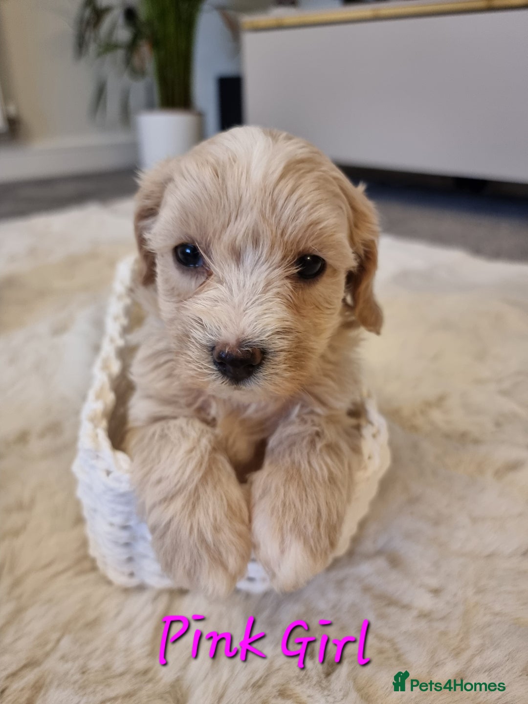 Maltipoo dogs for sale: Beautiful Maltipoo Puppies - Advert 21