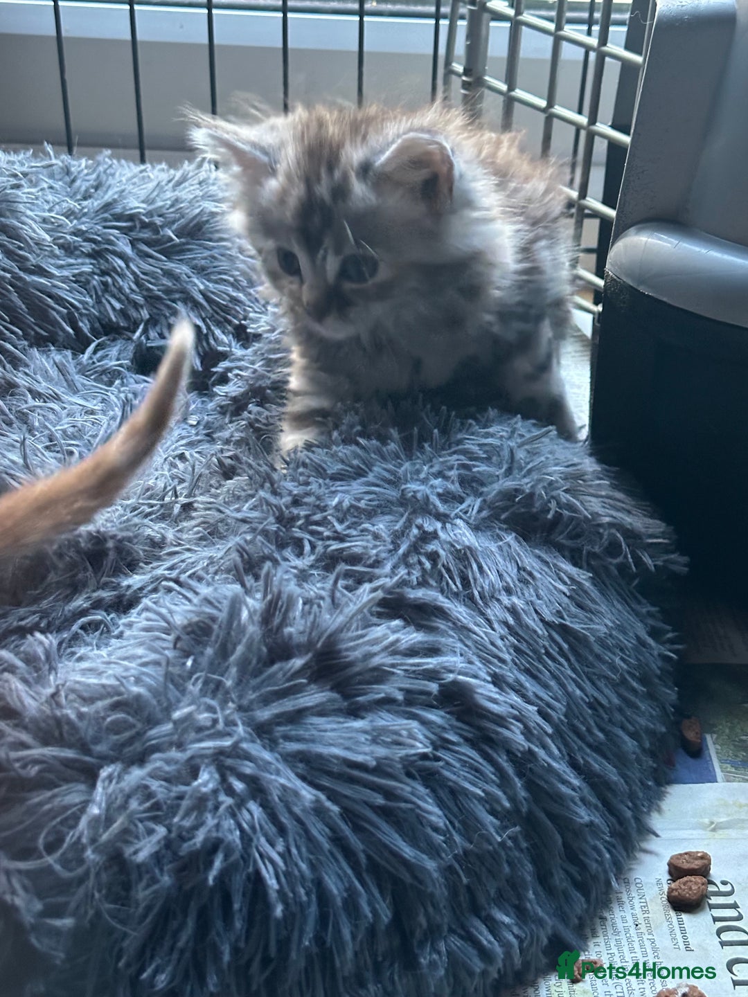 Mixed Breed cats for sale: Stunning fluffy and short haired ready now  - Image 24