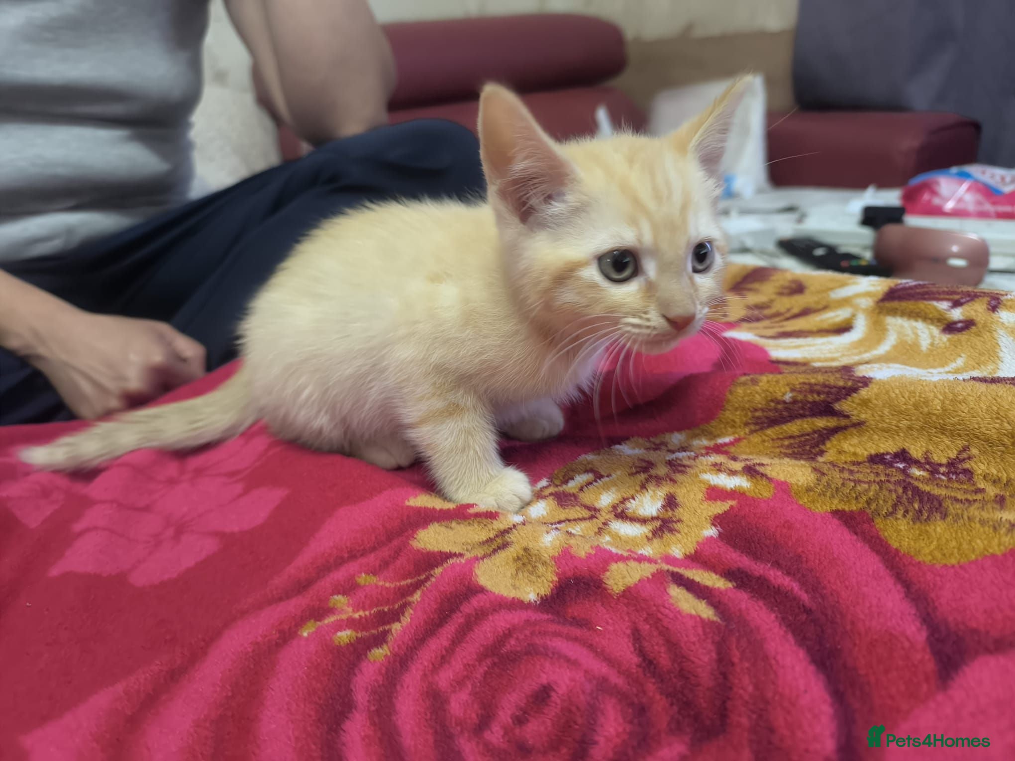 Mixed Breed cats Mixed breed kittens for sale - Advert 16