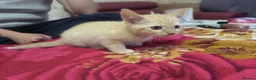 Mixed Breed cats for sale: Mixed breed kittens for sale - Advert 5