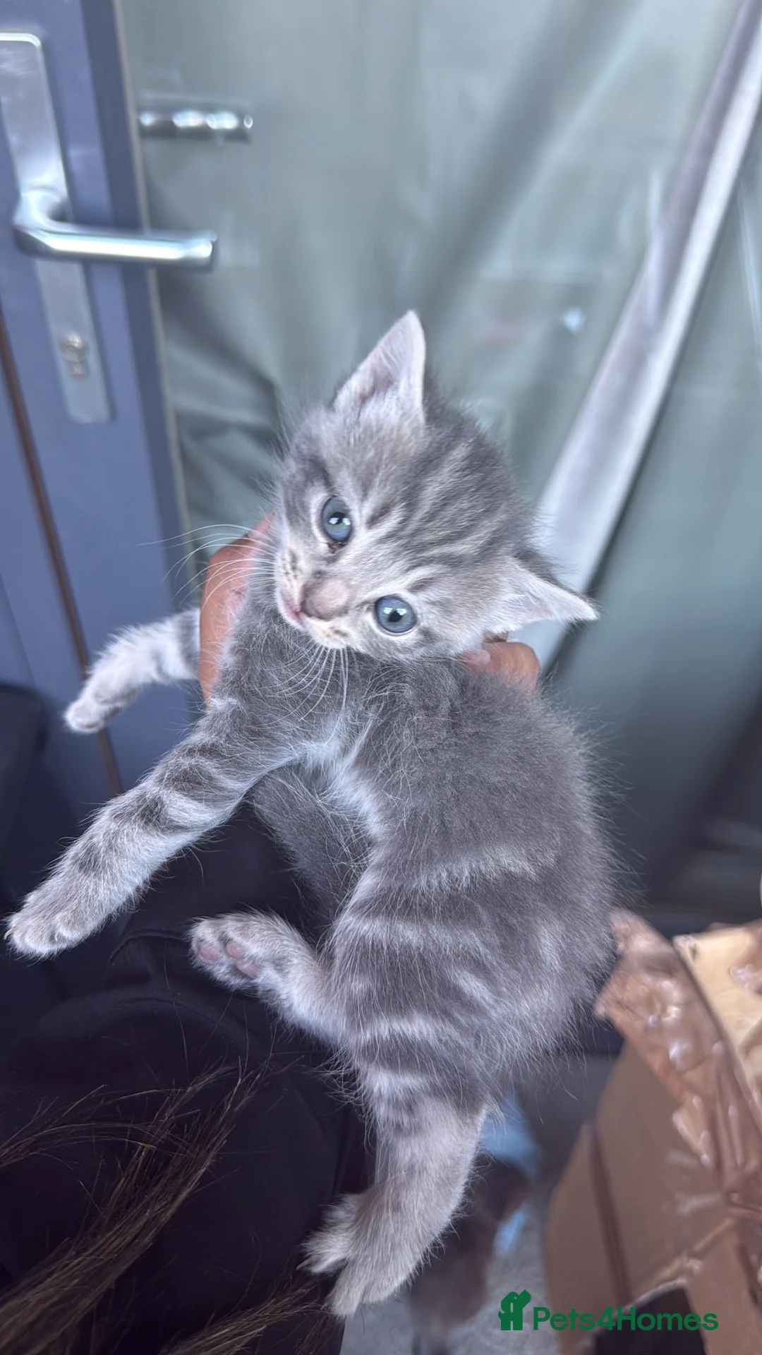 Mixed Breed cats for sale: British short hair kittens for SALE - Advert 2