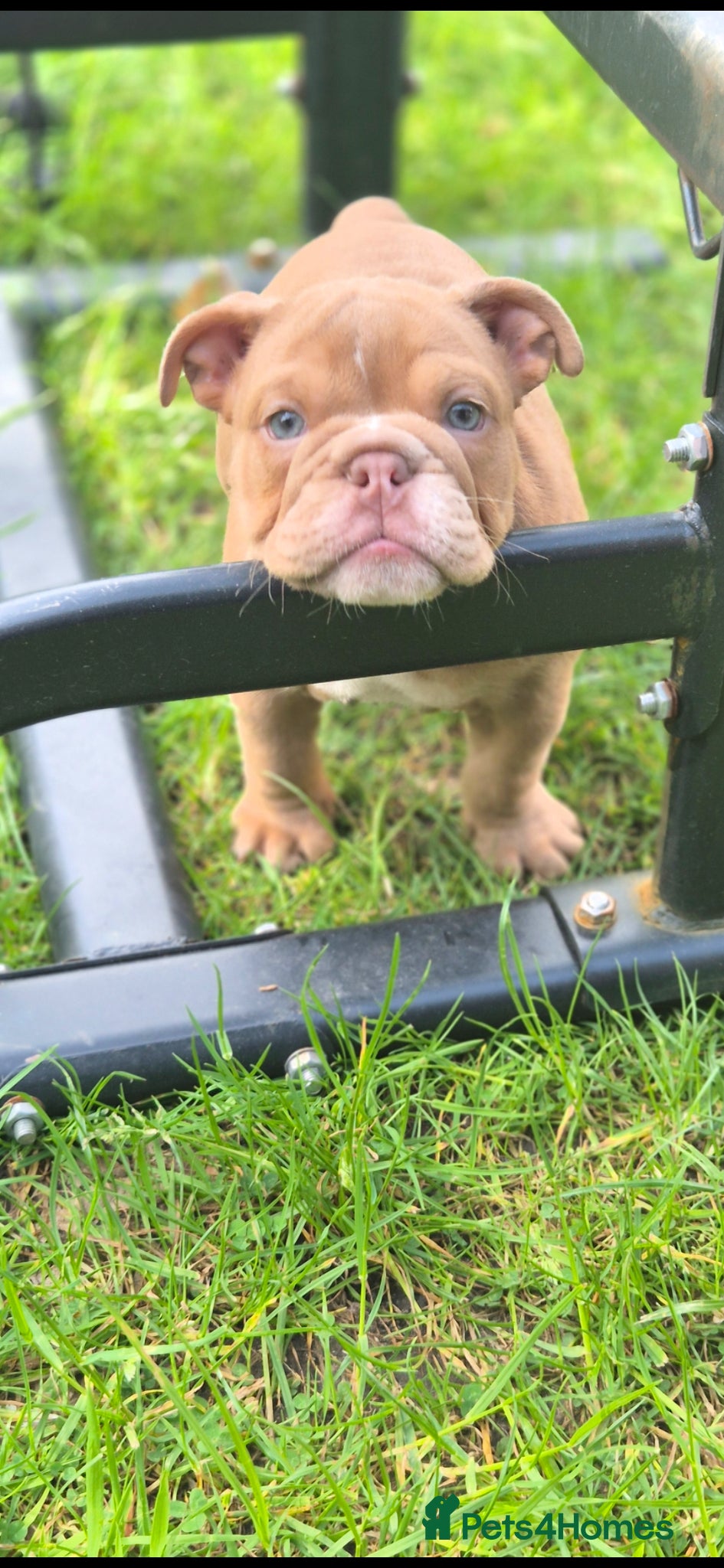 English Bulldog dogs Stunning Lilac Bulldogs (reduced) - Advert 1