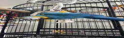 Macaws birds for sale: Blue and gold macaw  - Advert 4
