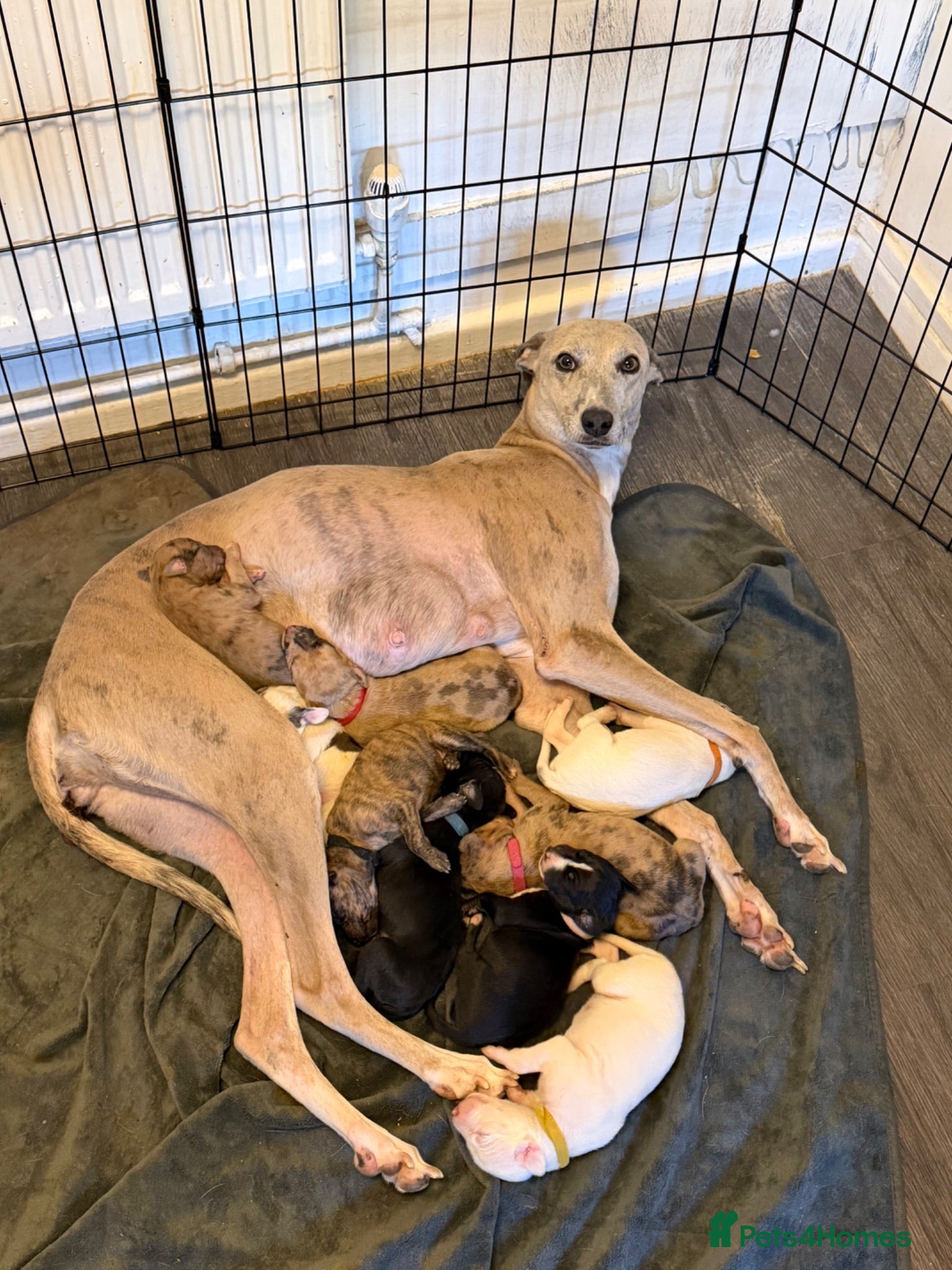 Lurcher dogs Lurcher pups  - Advert 1