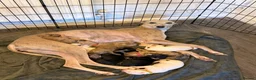 Lurcher dogs for sale: Lurcher pups  in Sheffield - Advert 1