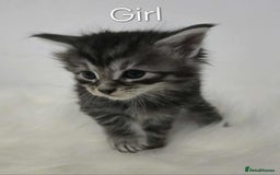 Maine Coon cats for sale: 3 Maine coon kittens. - Image 16