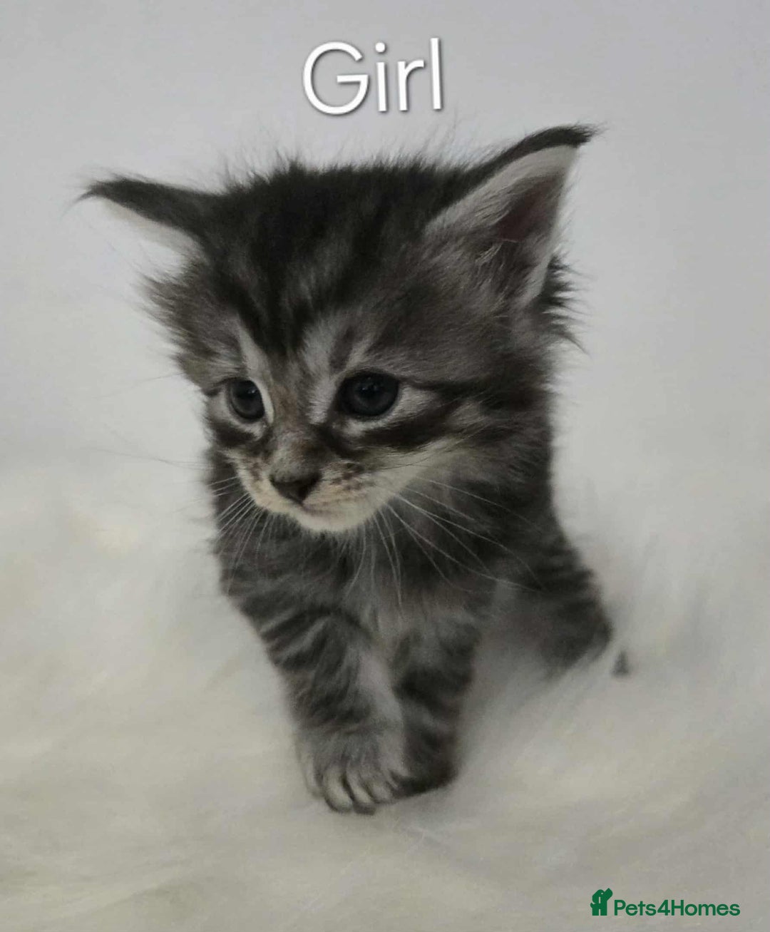 Maine Coon cats for sale: 3 Maine coon kittens. - Image 16