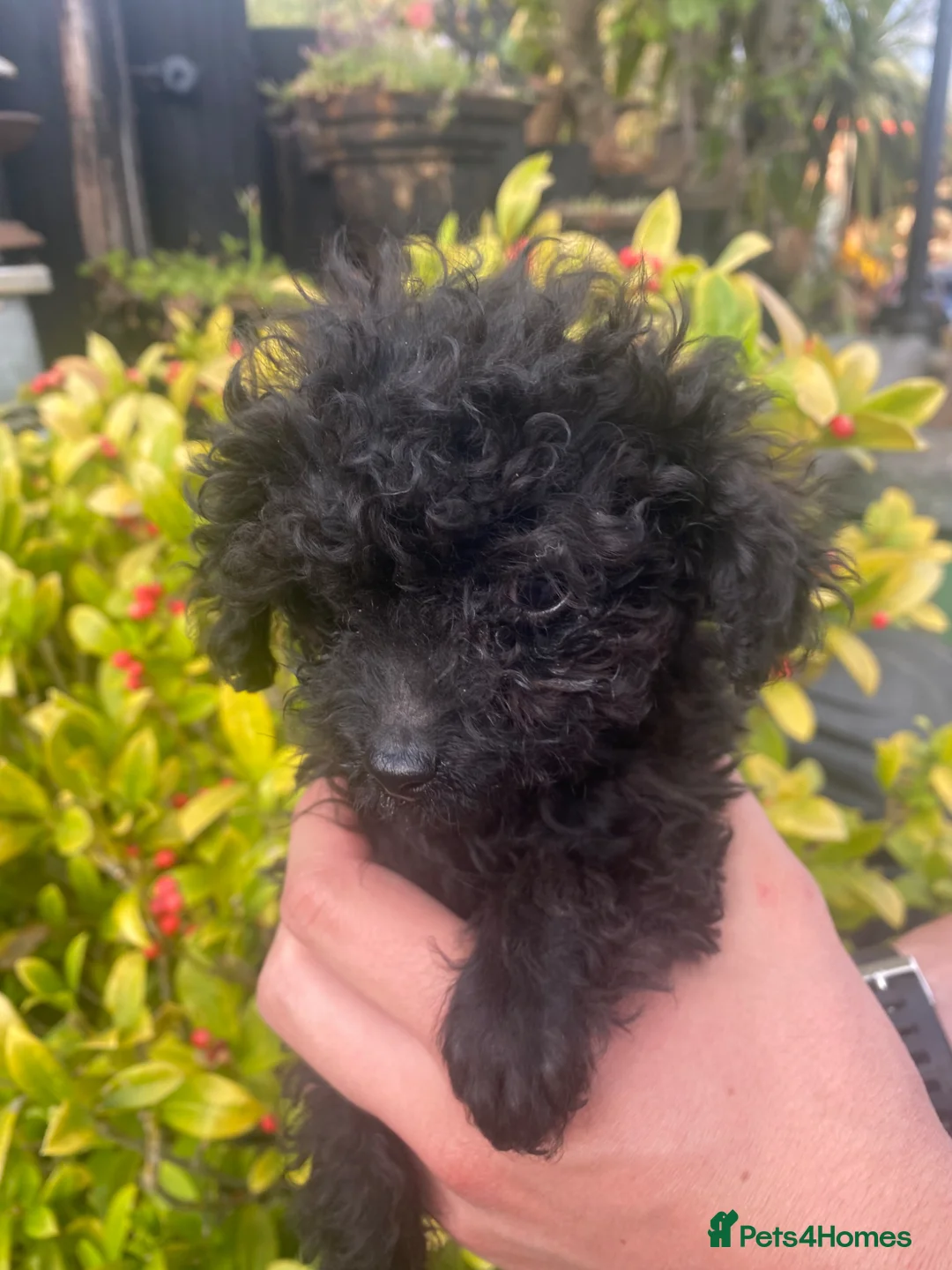 Miniature Poodle dogs for sale: Teeny tiny miniture poodle girl,ready now. - Advert 2