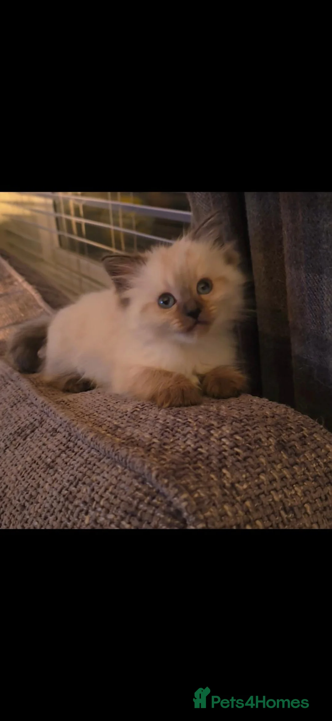 Mixed Breed cats for sale: Persian x ragdoll - Advert 15