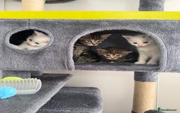 Turkish Angora cats for sale: 4 Beautiful Turkish Angora Mix Kittens - Image 1