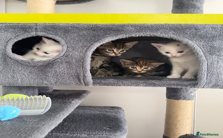 Turkish Angora cats - Advert 2