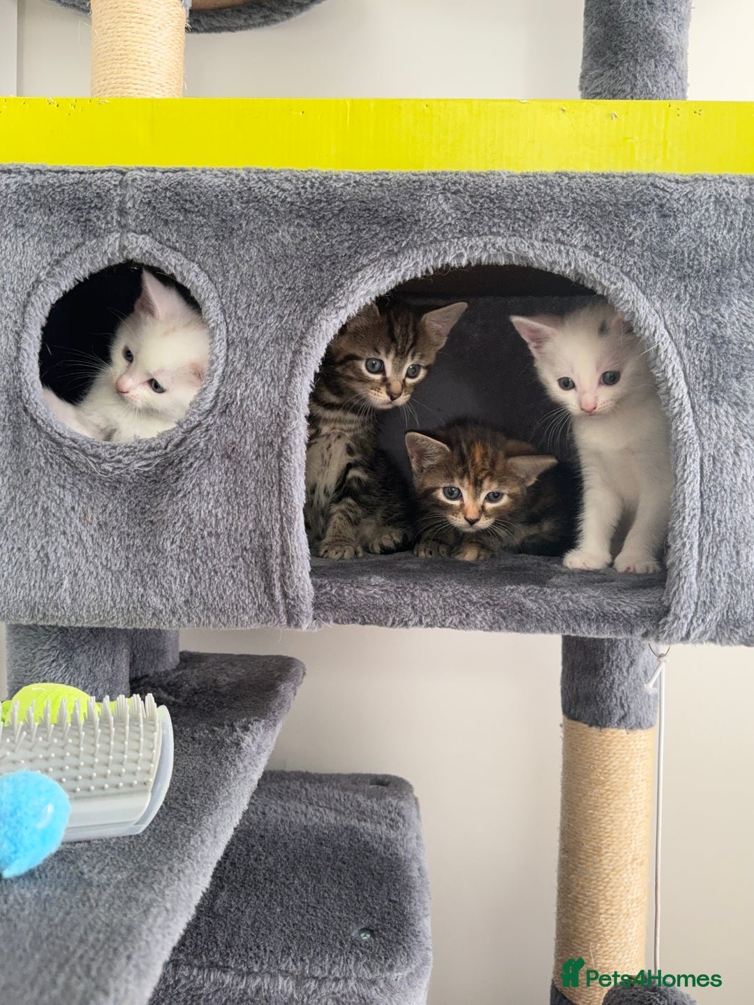 Turkish Angora cats for sale: 4 Beautiful Turkish Angora Mix Kittens - Image 1