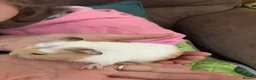 Guinea Pig rodents for sale: Gorgeous male Guinea Pig - Advert 4