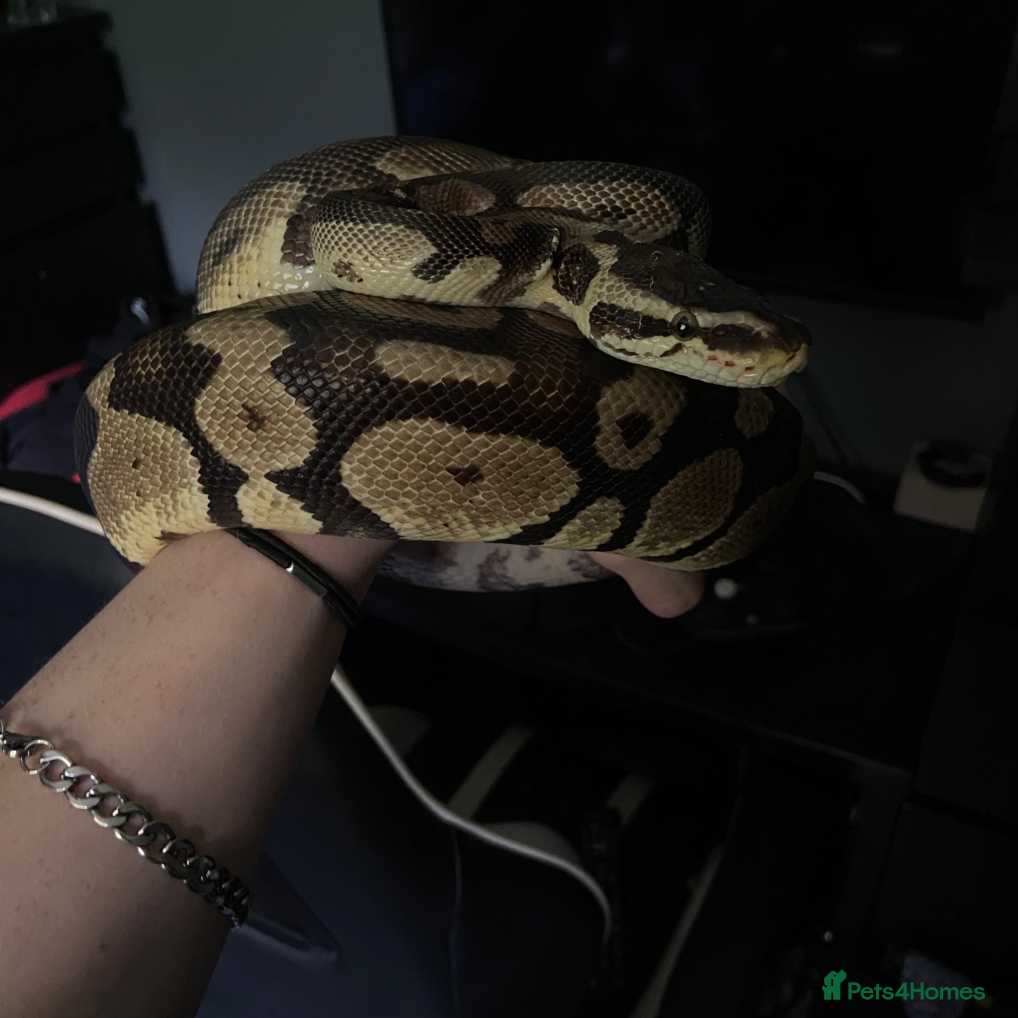 Python Snake reptiles Ball python for sale - Advert 1