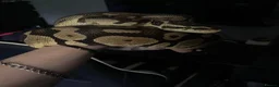 Python Snake reptiles for sale: Ball python for sale in Paignton - Advert 1