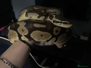 Python Snake reptiles Ball python for sale - Advert 1