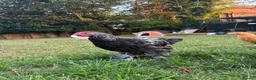 Chickens poultry for sale: Two 13 week old Brahma cockerels for sale - Advert 1