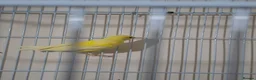 Canaries birds for sale: Young Home-Bred Canaries - 3 Months Old - £20 Each - Advert 4