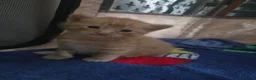 Mixed Breed cats for sale: Beautiful ginger kittens  in Colchester - Advert 2