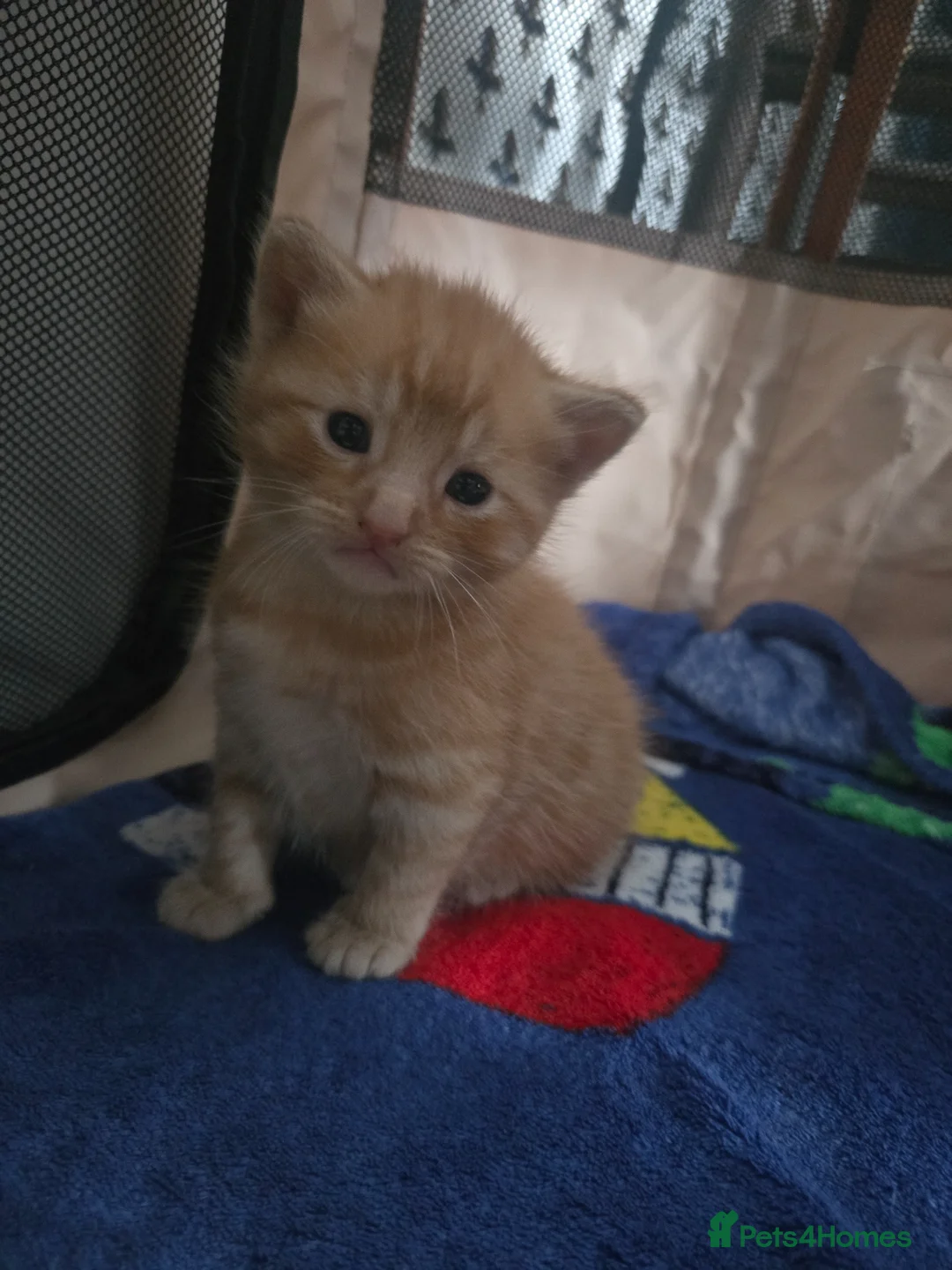 Mixed Breed cats for sale: Beautiful ginger kittens  in Colchester - Advert 2