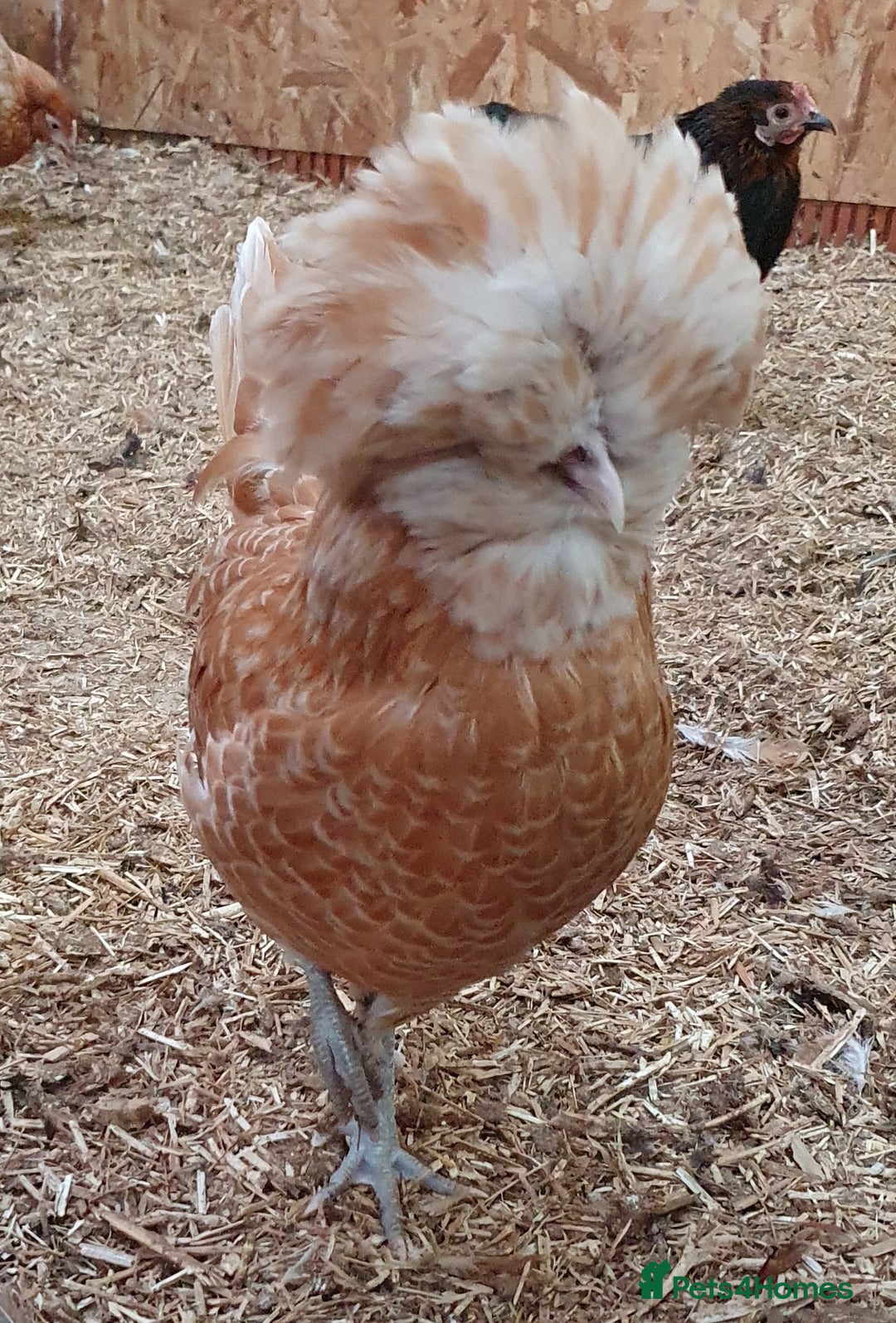 Chickens poultry for sale: Pekin Bantam, Laced Wyandotte Bantam & Polish Hens - Advert 6