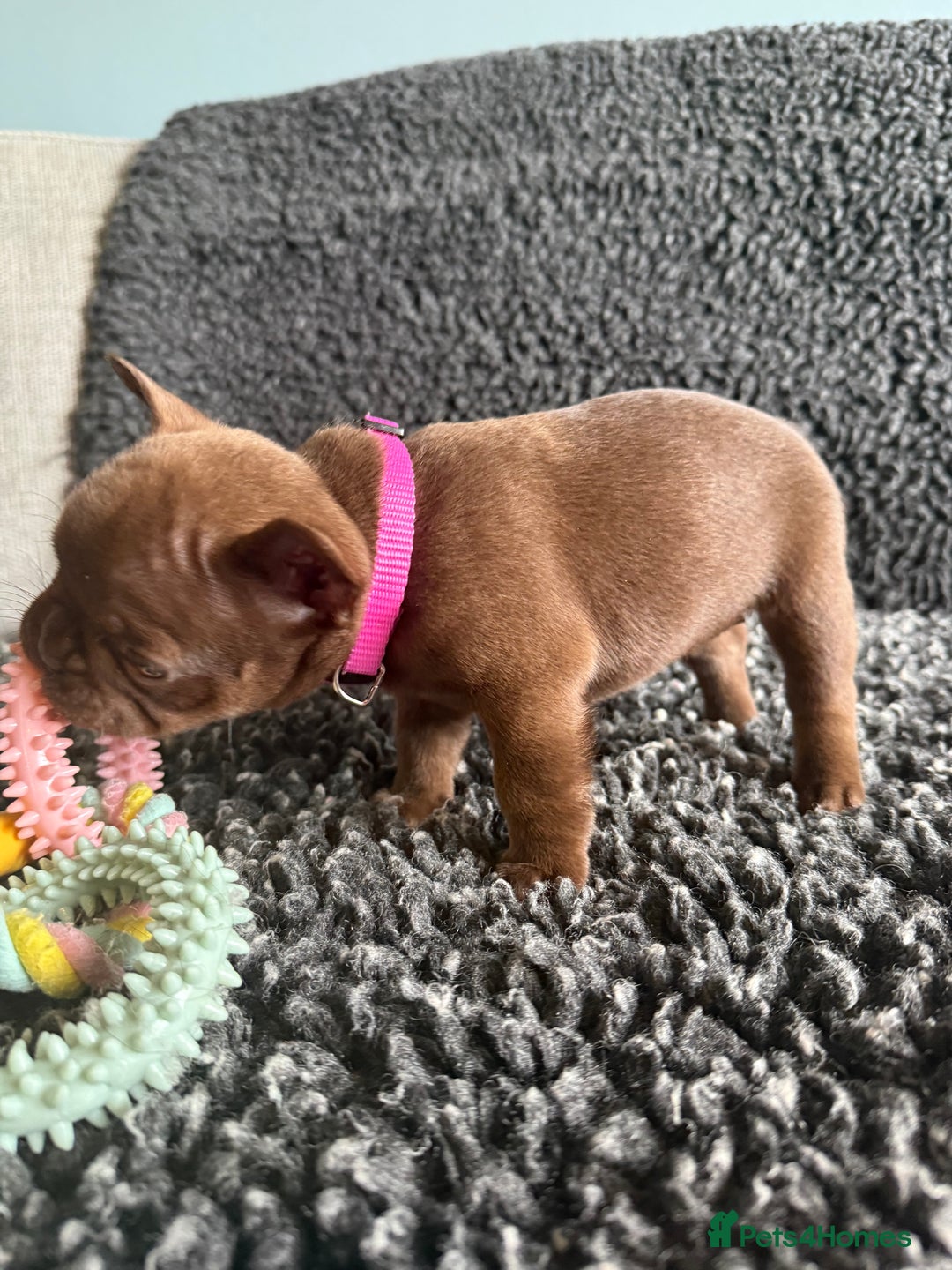 French Bulldog dogs for sale: French Bulldog Puppies. Rojo, New Shade, Isabella. - Advert 9