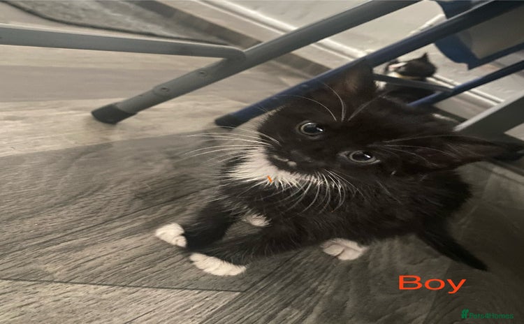 Mixed Breed cats - Advert 7