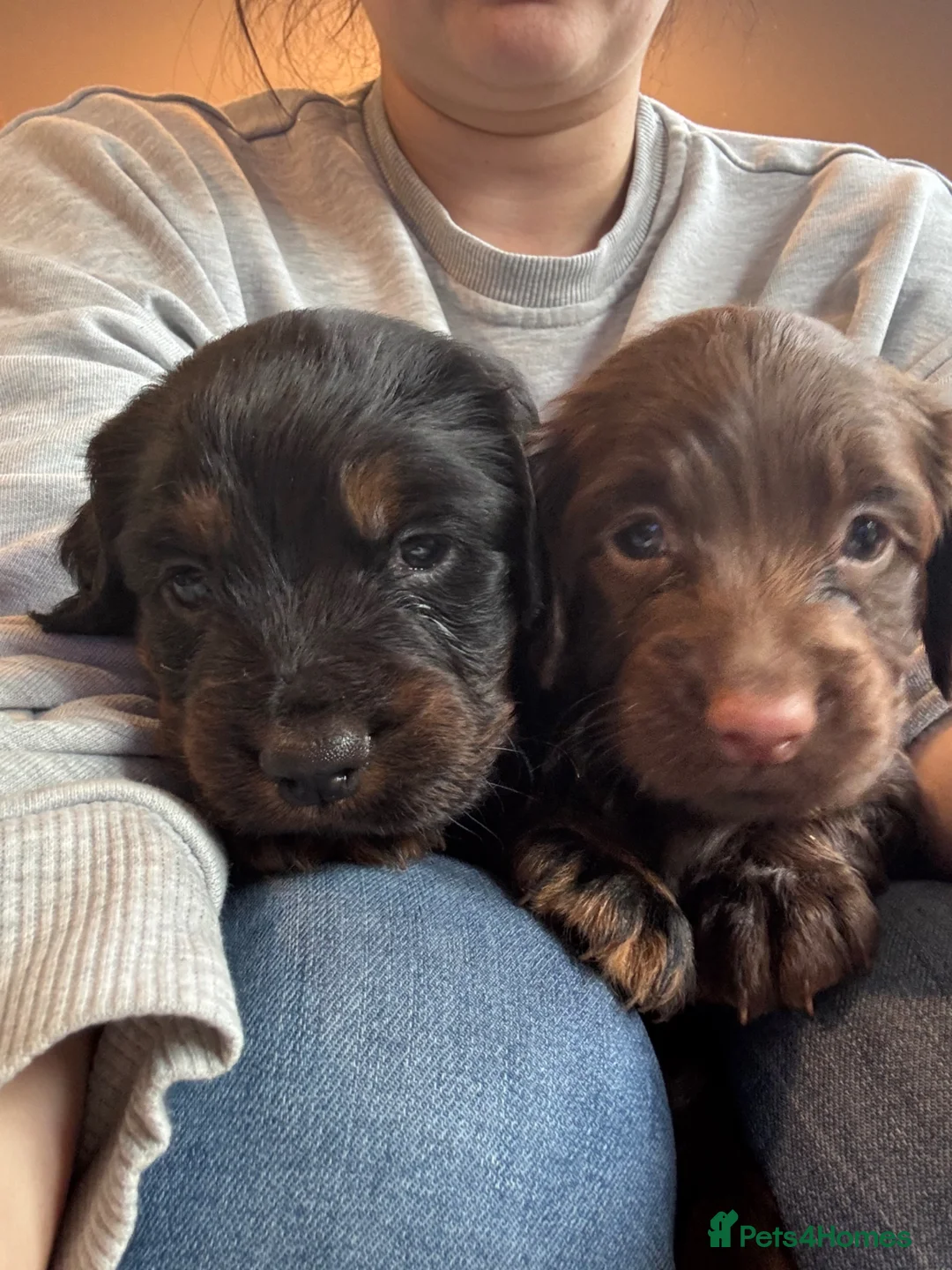 Cocker Spaniel dogs for sale: 2 Beautiful cocker spaniel Girls  - Advert 1