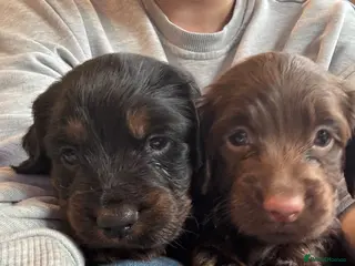 Cocker Spaniel dogs 2 Beautiful cocker spaniel Girls - Advert 2