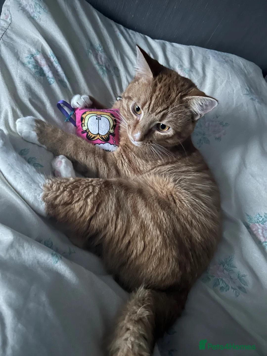 Domestic Shorthair cats for sale: Male cat 10 months in Burton-on-Trent - Advert 2