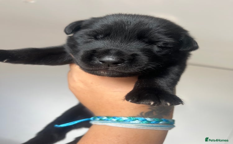 Mixed Breed dogs - Advert 17