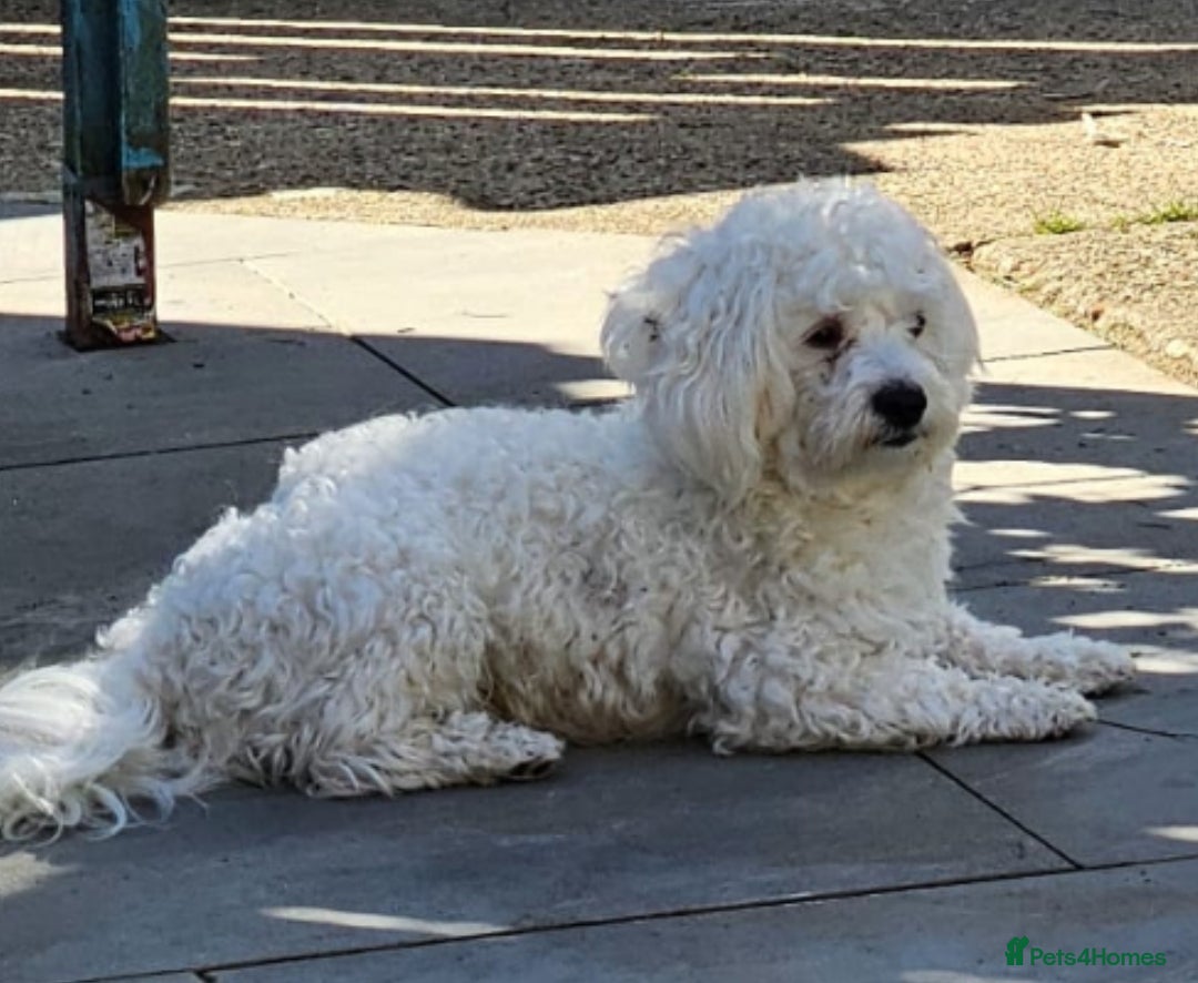 Bichon Frise dogs for stud: Boy, male. in Peterborough - Image 2
