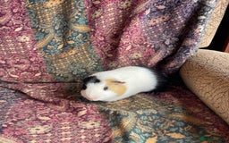 Guinea Pig rodents for sale: Lakeland guinea pigs  - Image 3
