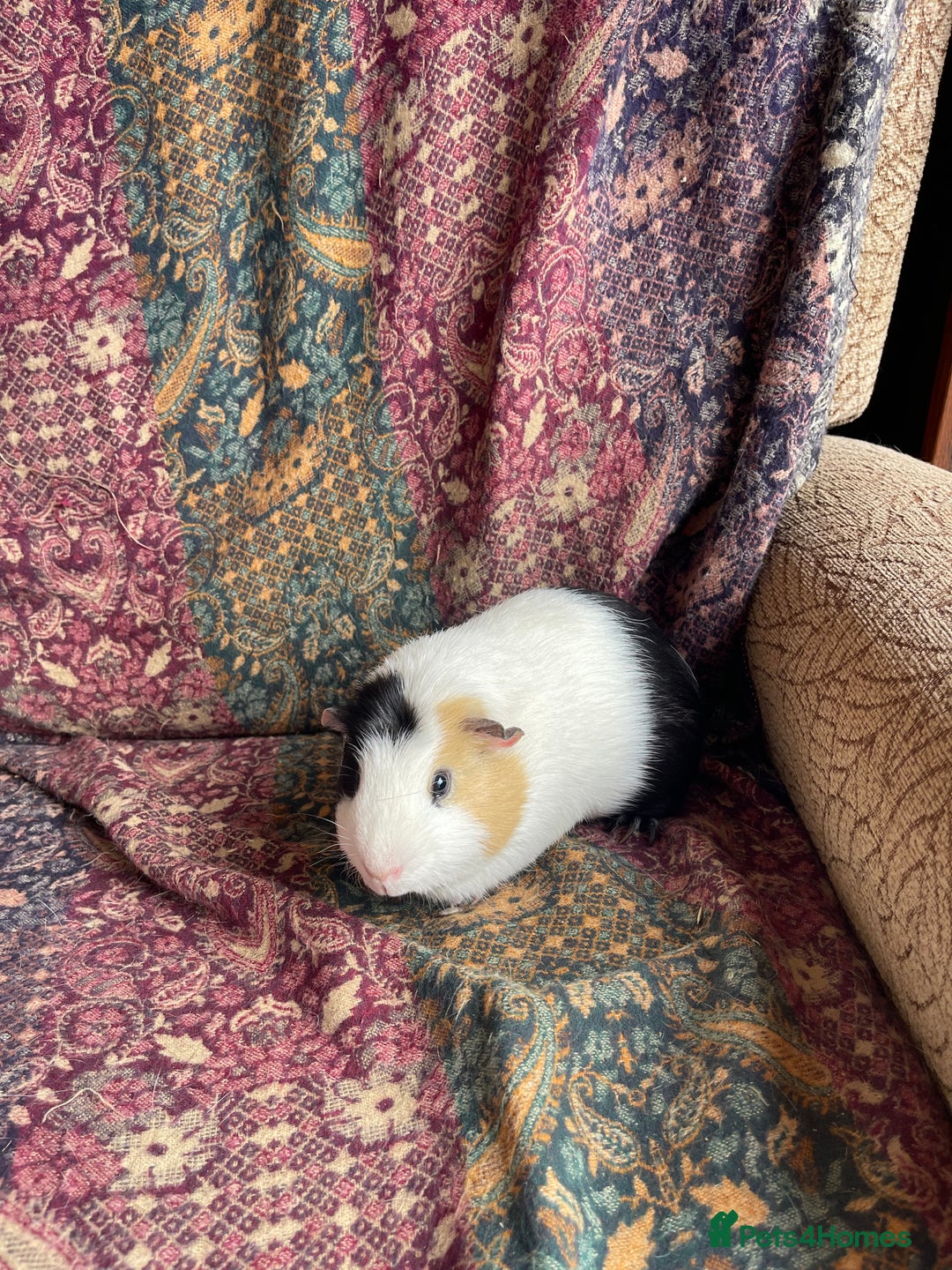 Guinea Pig rodents for sale: Lakeland guinea pigs  - Image 3